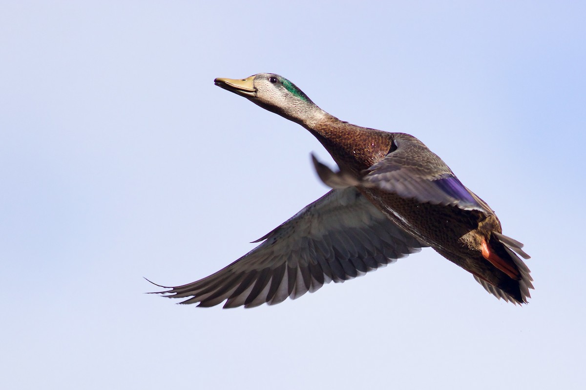 American Black Duck - ML614794572