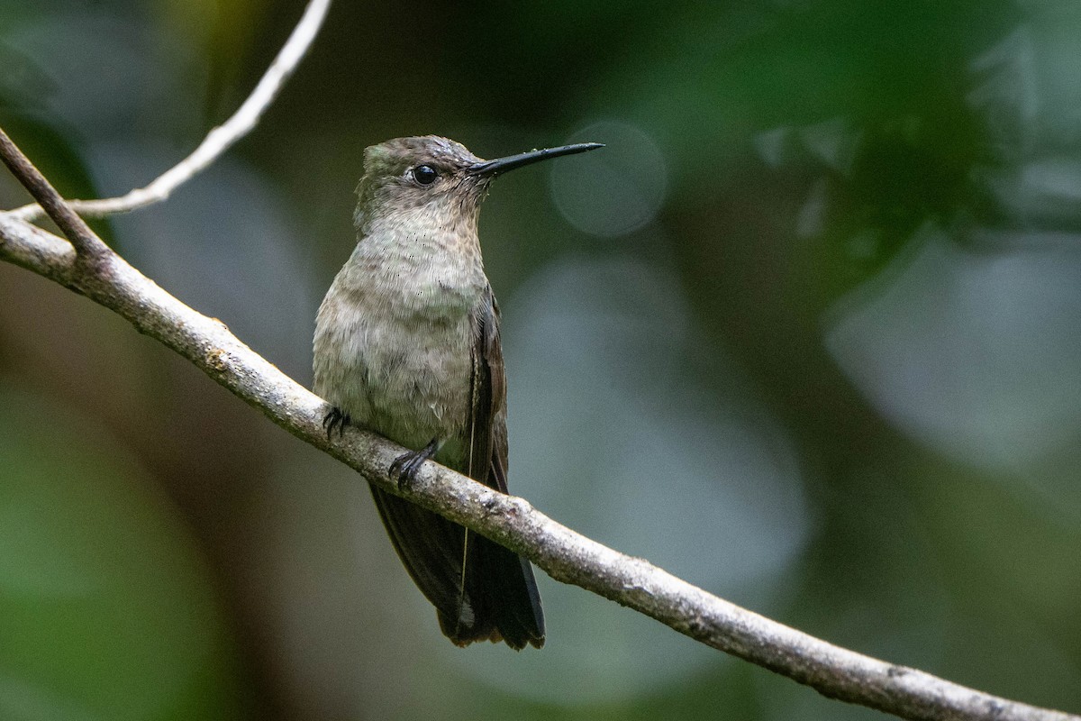 Colibri vert et gris - ML614794617