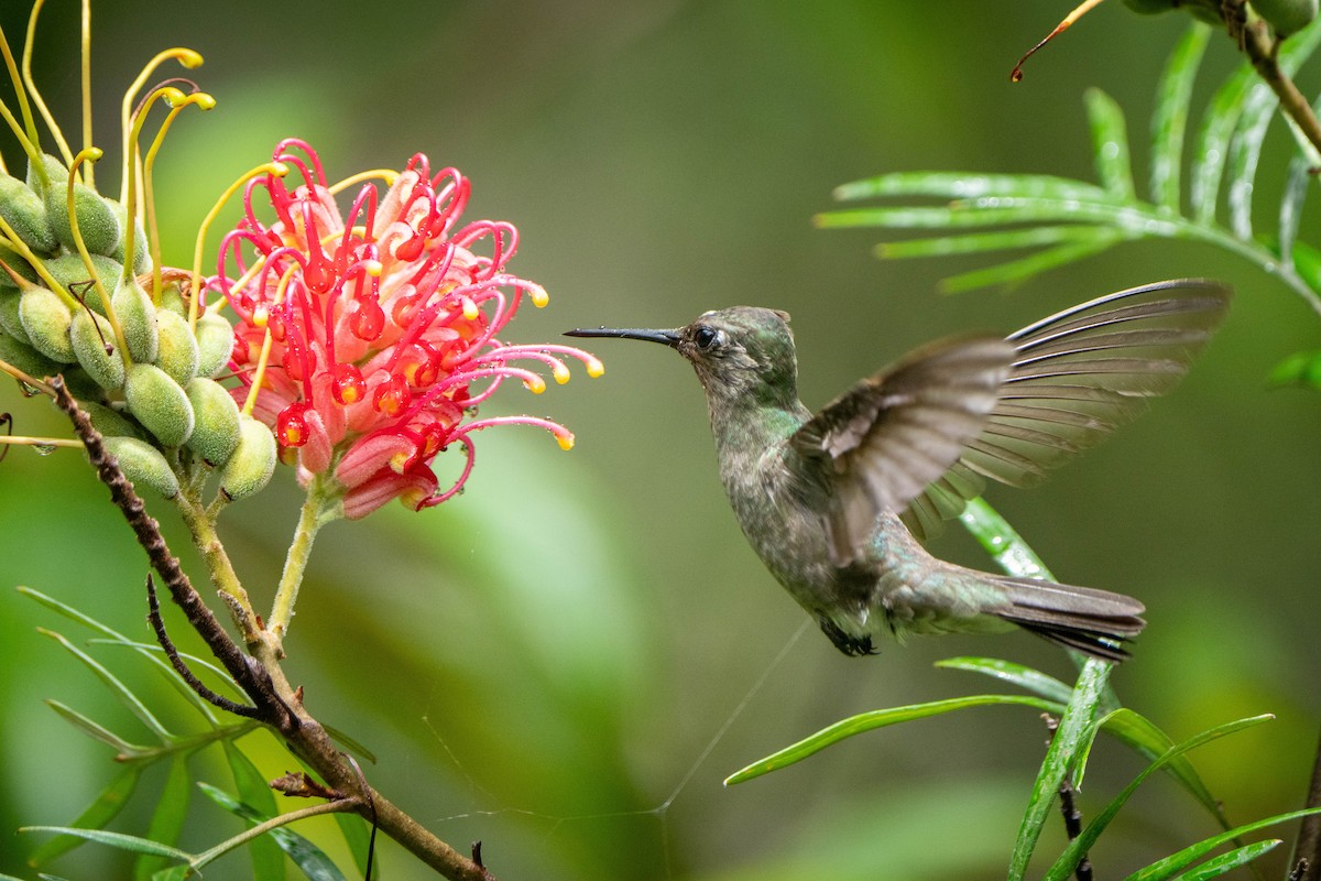 Colibrí Apagado - ML614794618