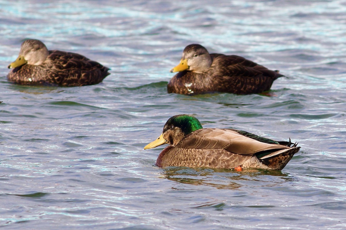 Mallard x American Black Duck (hybrid) - ML614794628