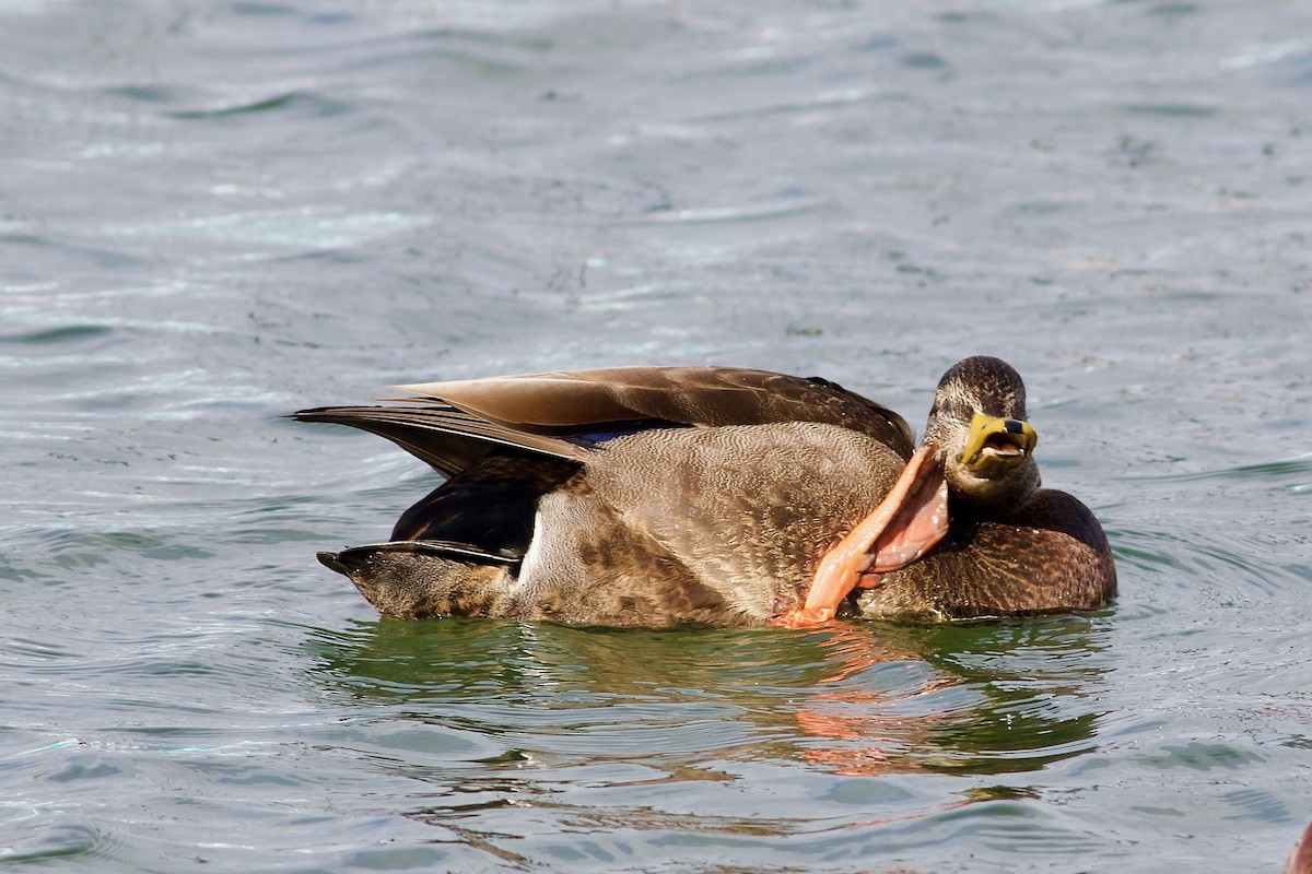 Mallard x American Black Duck (hybrid) - ML614794629