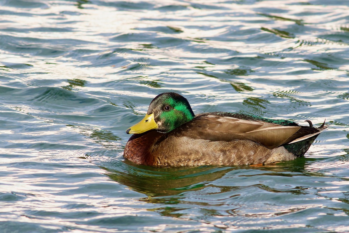 Mallard x American Black Duck (hybrid) - ML614794633