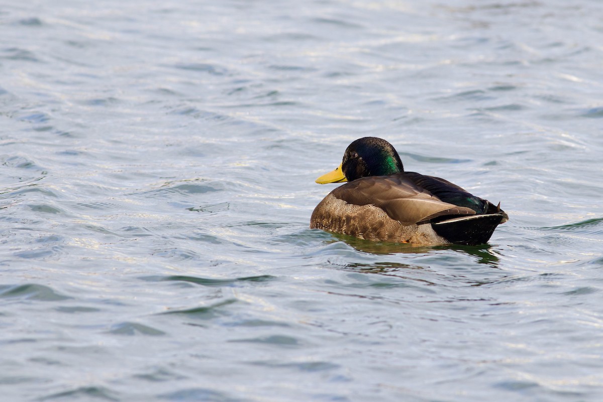 Mallard x American Black Duck (hybrid) - ML614794634