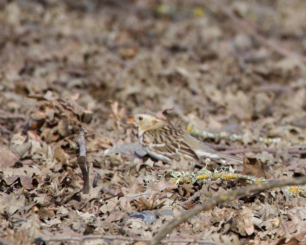 Harris's Sparrow - ML614794639