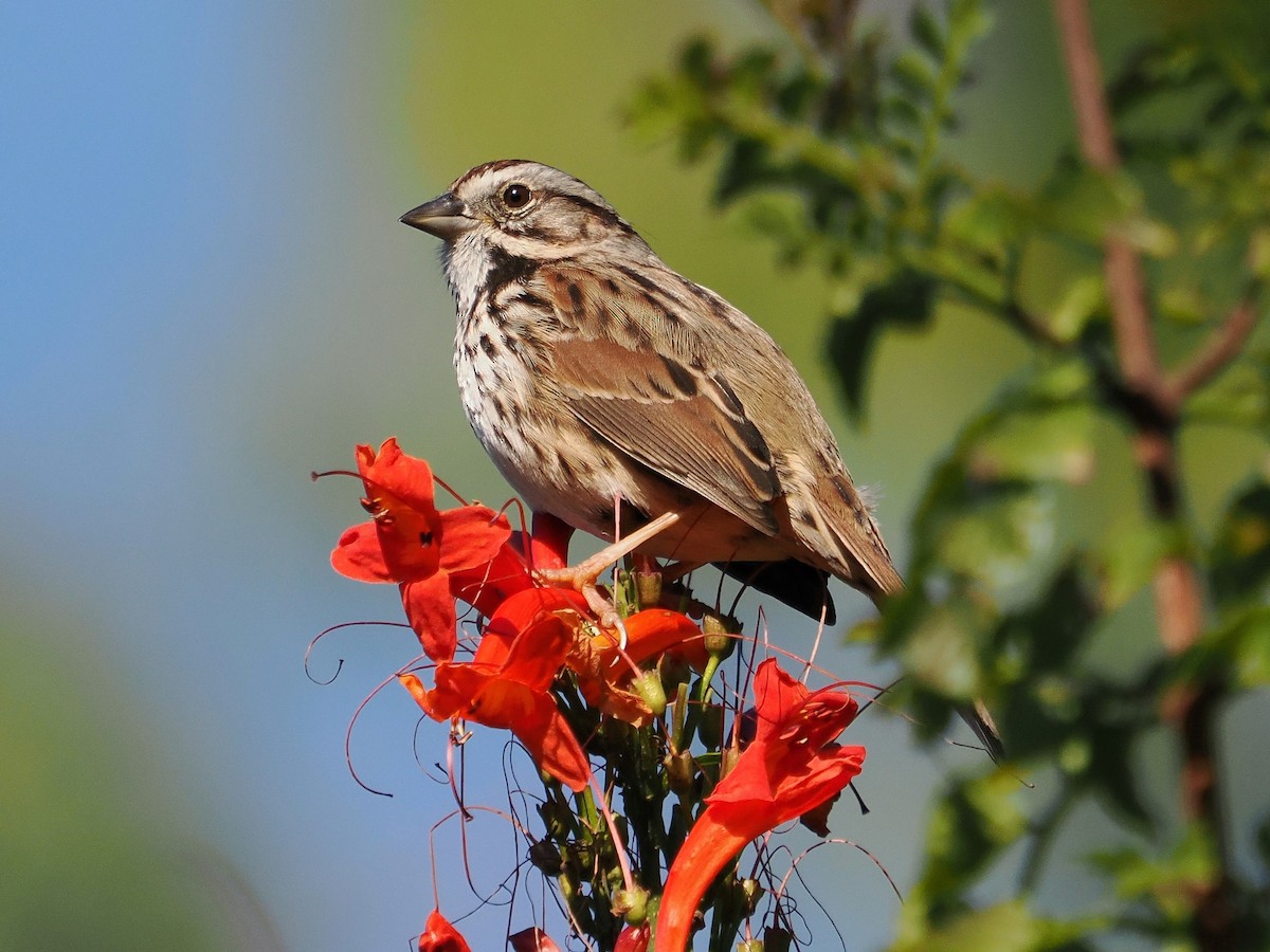 Song Sparrow - ML614794644