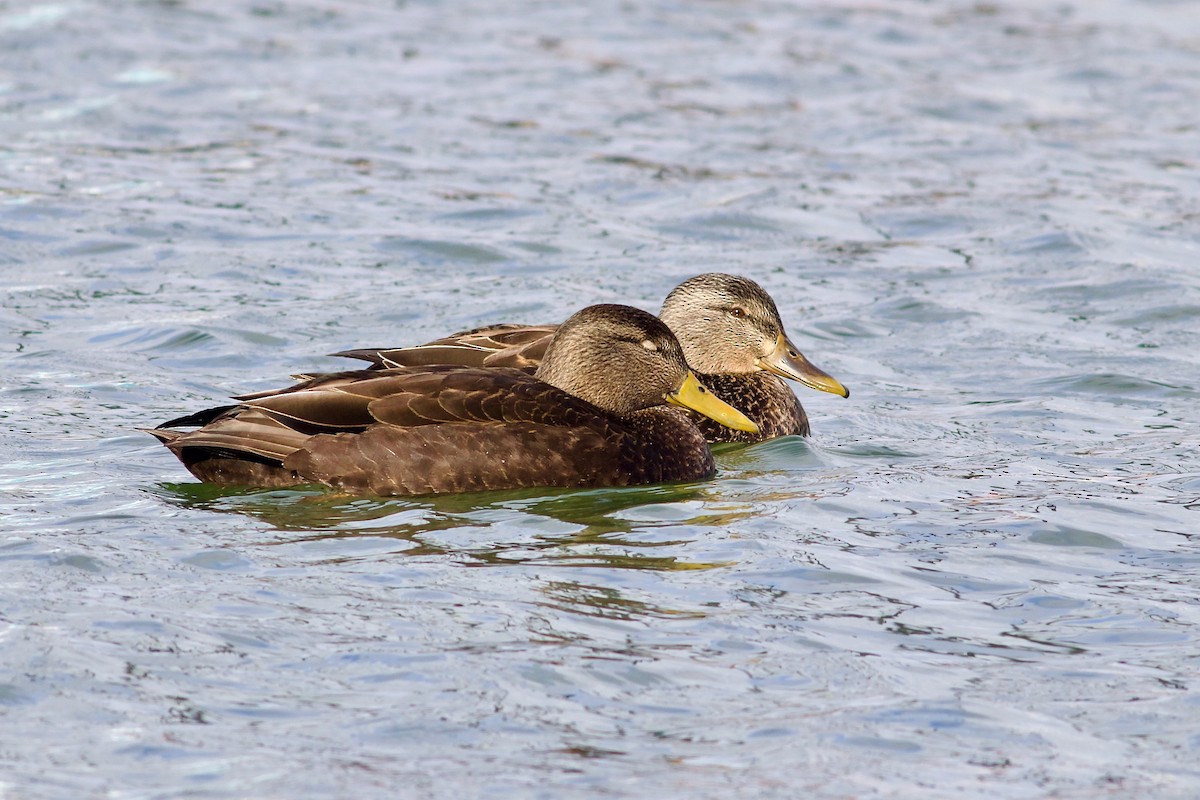 American Black Duck - ML614794671