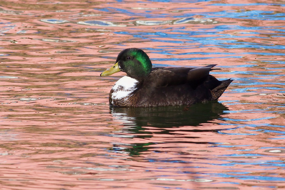 Mallard (Domestic type) - ML614794718