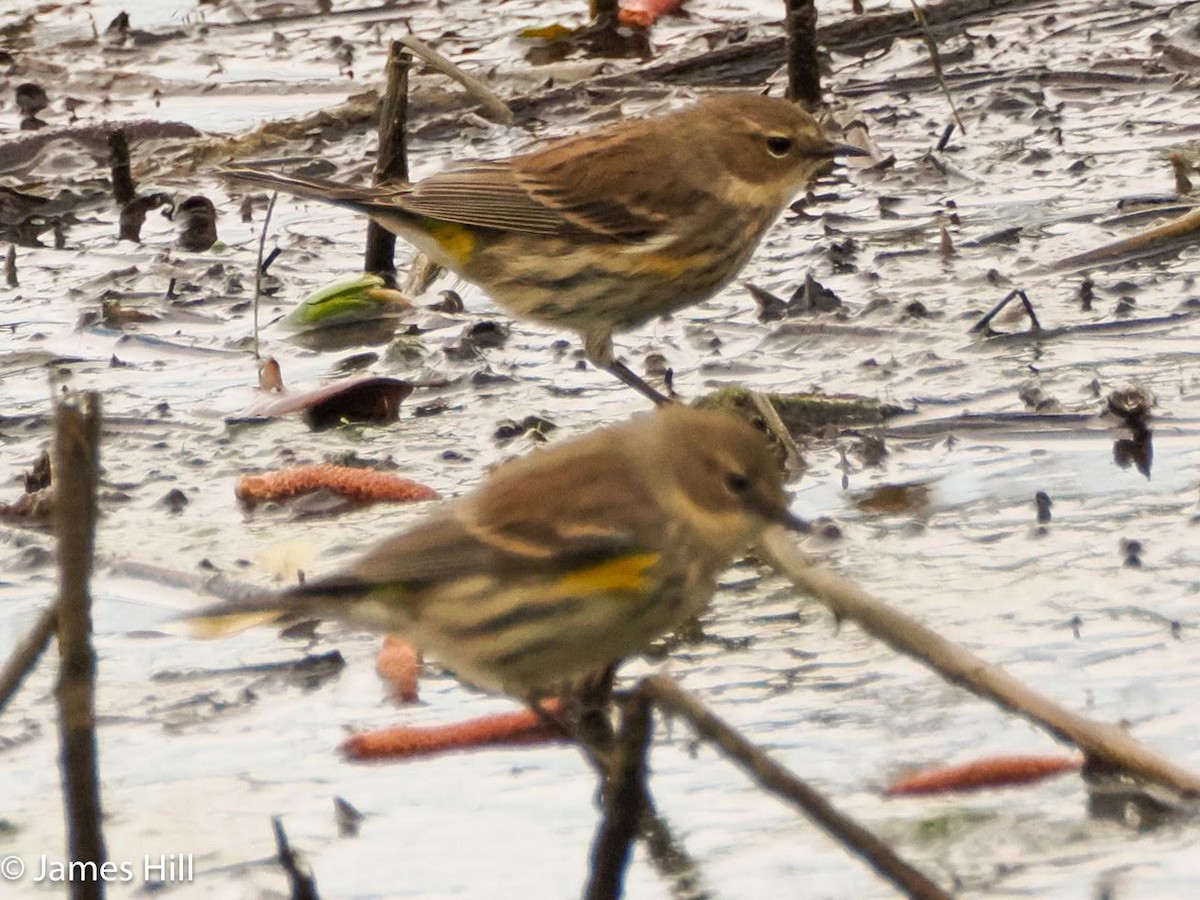 Yellow-rumped Warbler - ML614794954