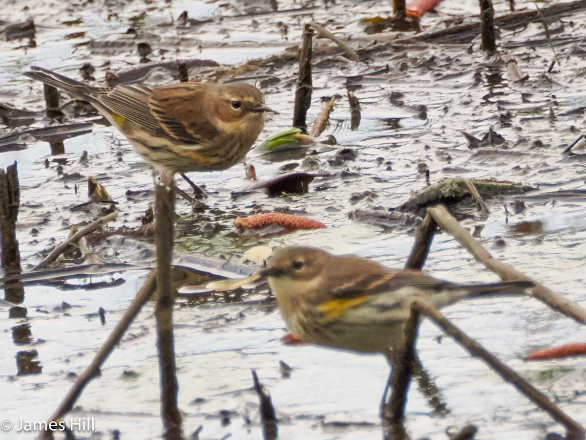 Yellow-rumped Warbler - James Hill