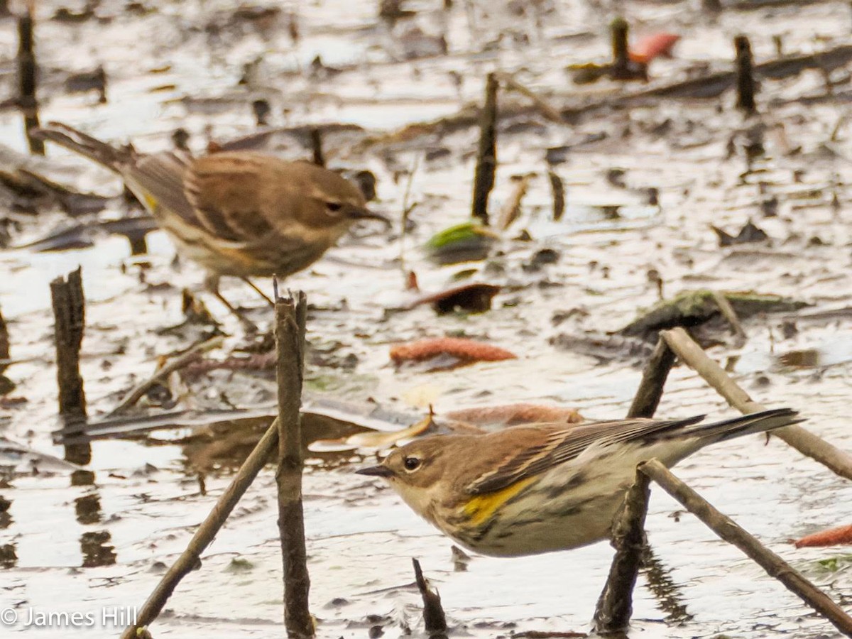 Yellow-rumped Warbler - ML614794956