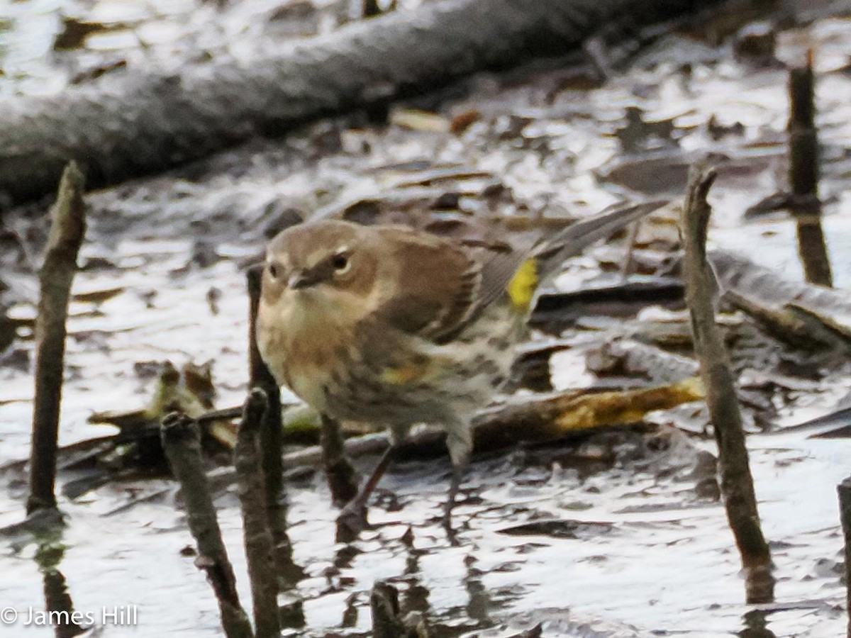 Yellow-rumped Warbler - ML614794958