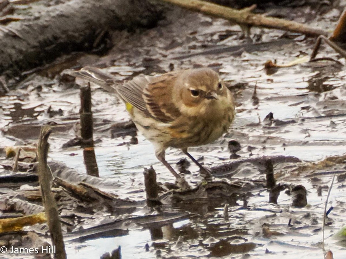 Yellow-rumped Warbler - ML614794959