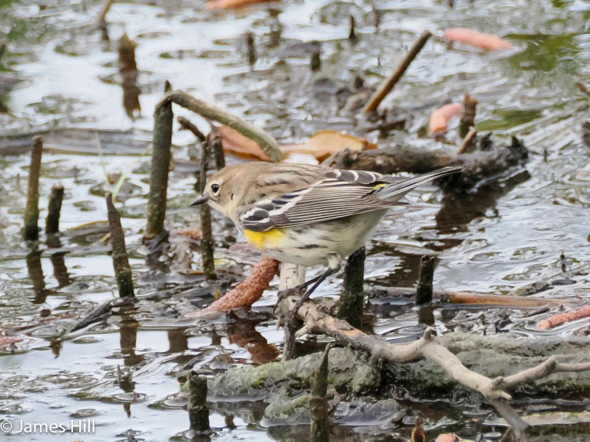 Yellow-rumped Warbler - ML614794961