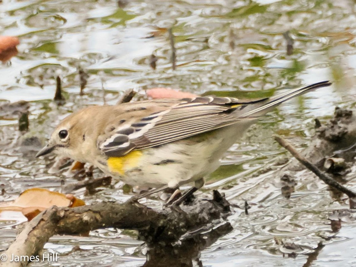 Yellow-rumped Warbler - ML614794962