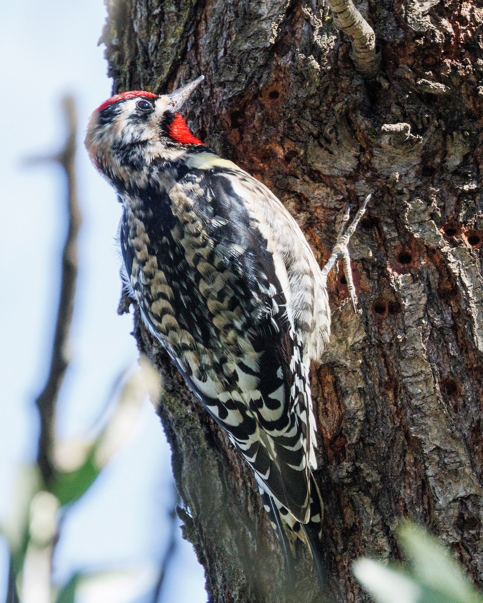 Yellow-bellied/Red-naped Sapsucker - ML614794986