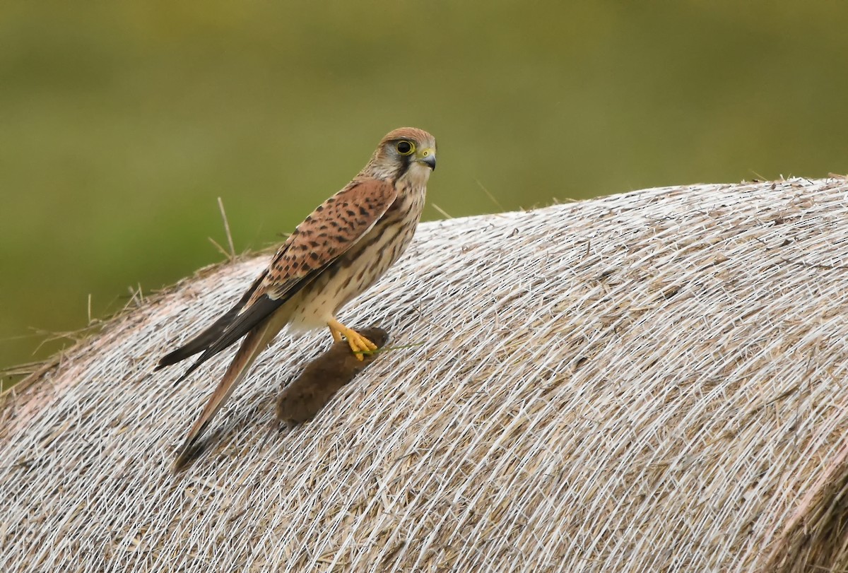 Eurasian Kestrel - ML614794995