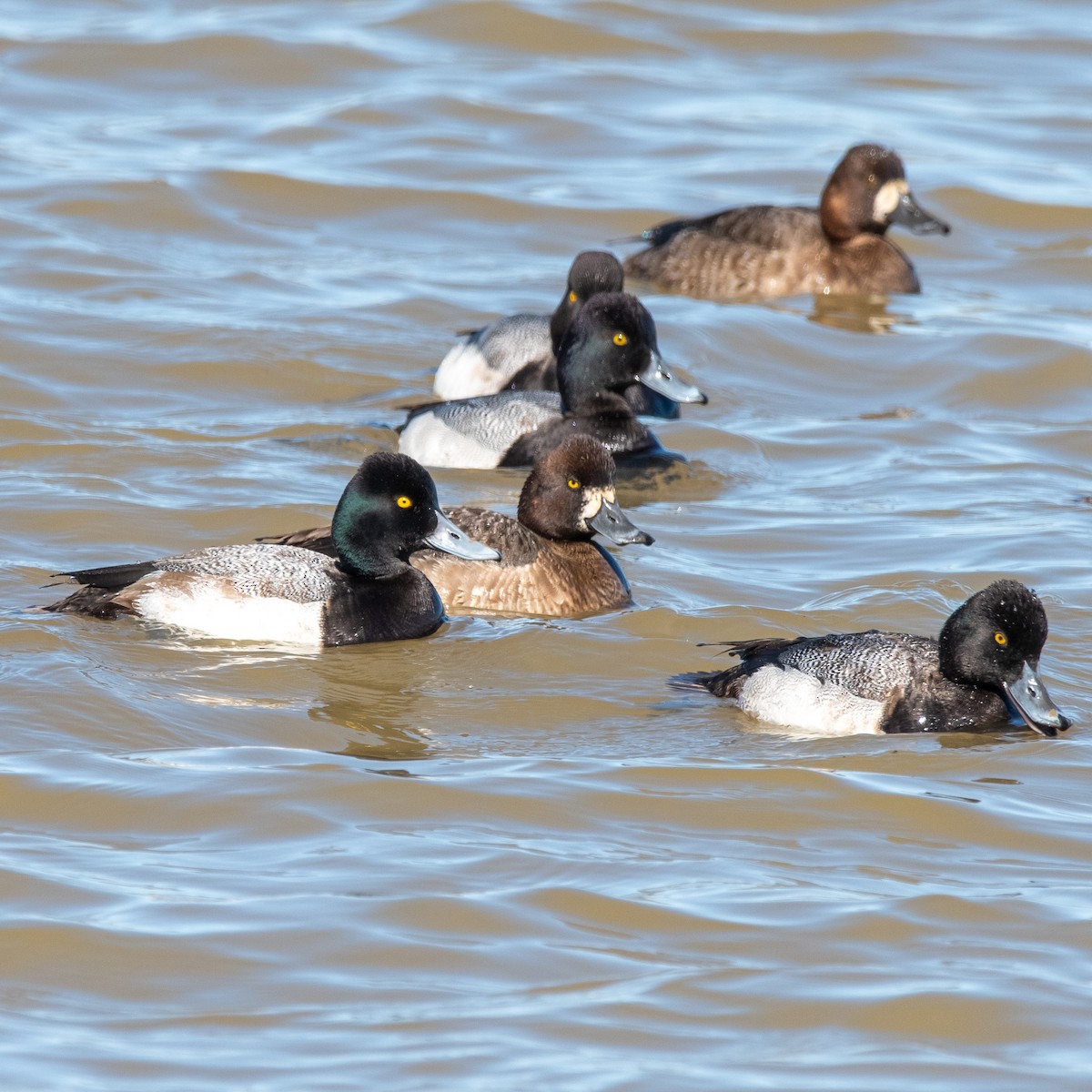 Lesser Scaup - ML614795012