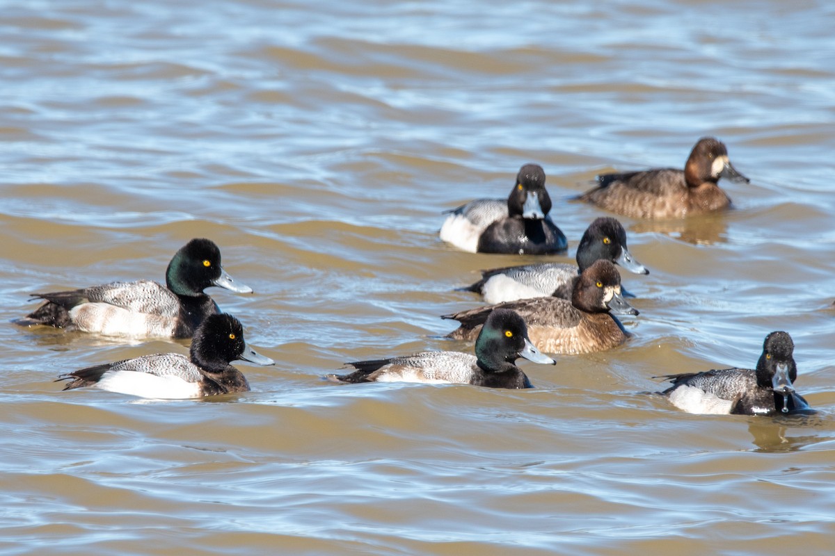 Lesser Scaup - Andrew Lydeard