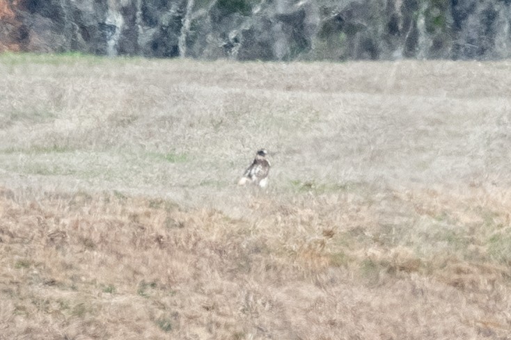 Red-tailed Hawk (Krider's) - ML614795035