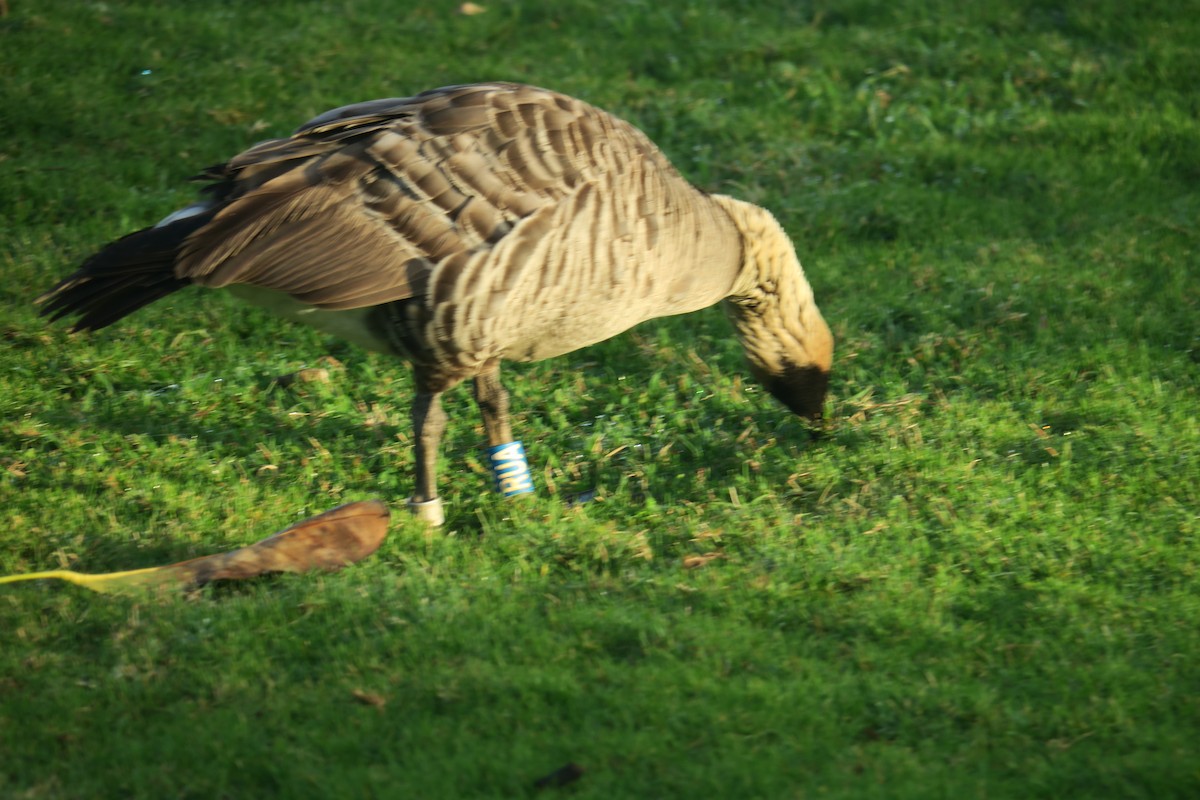 Hawaiian Goose - Michael Simmons