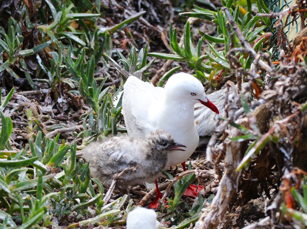 Gaviota Plateada - ML614795056