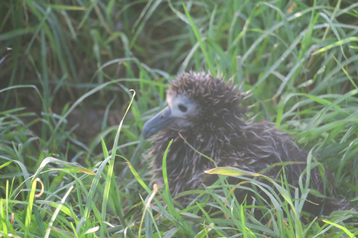 Albatros de Laysan - ML614795109