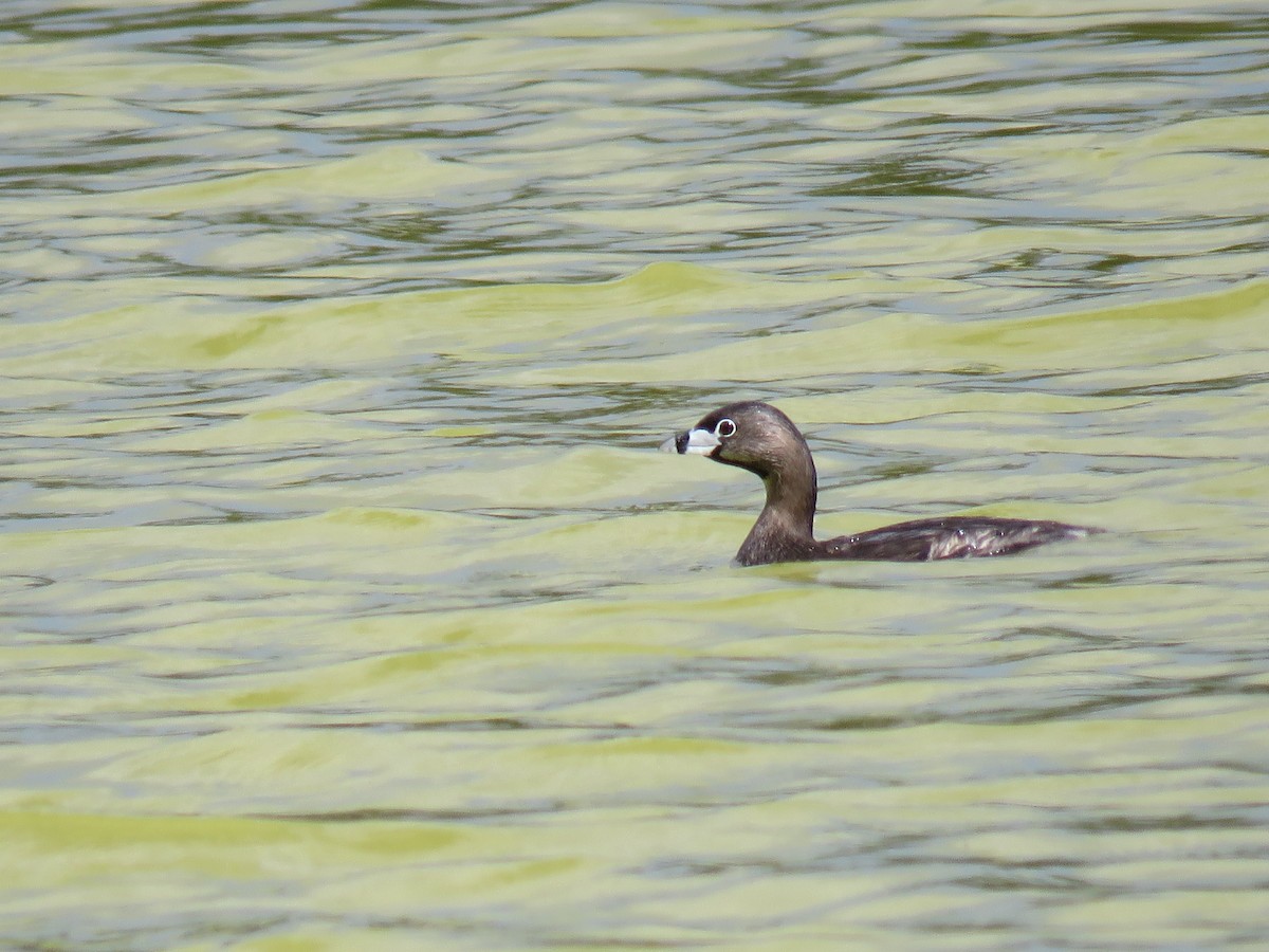 Pied-billed Grebe - ML61479511