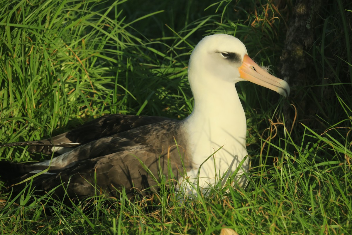 Albatros de Laysan - ML614795110