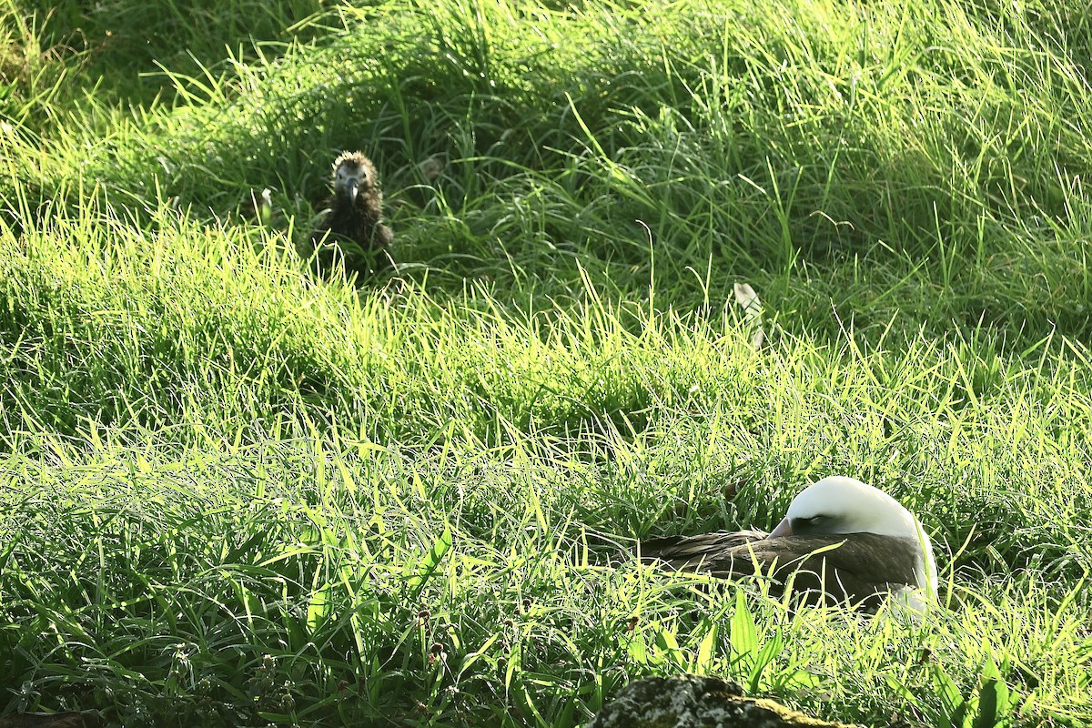 Laysan Albatross - Michael Simmons