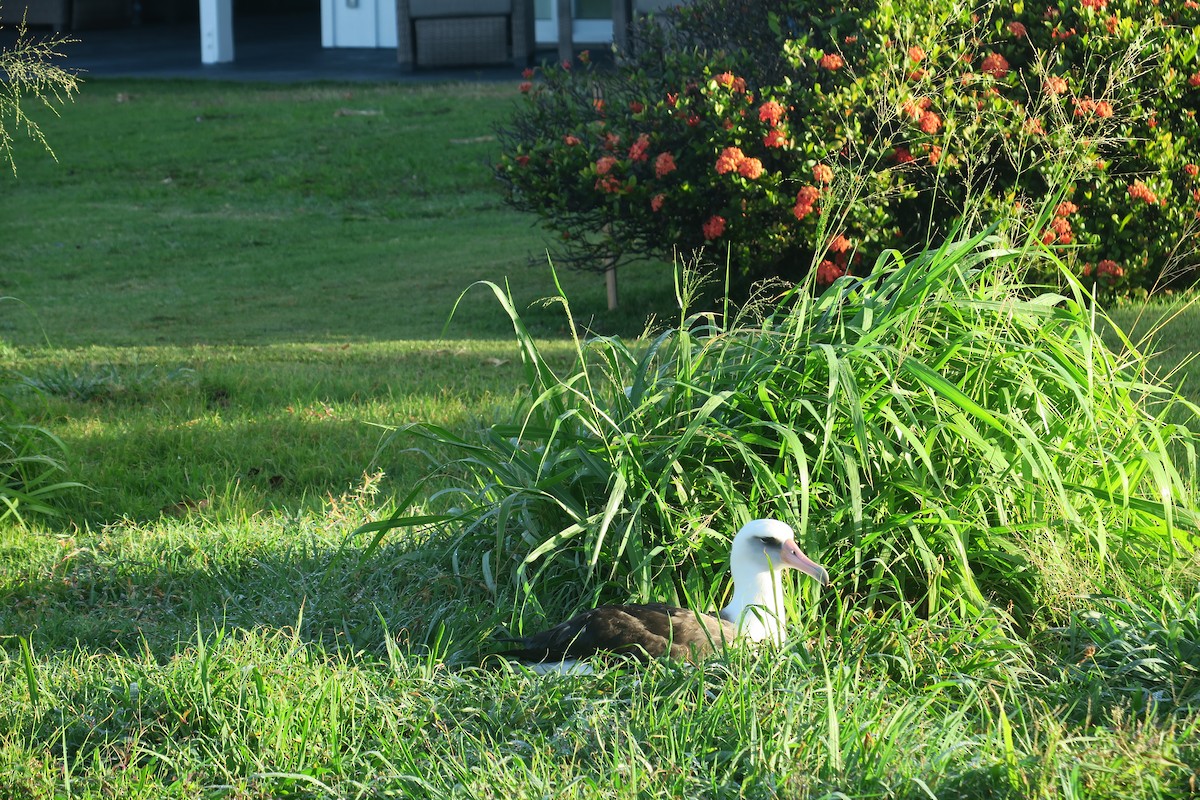 Laysan Albatross - Michael Simmons