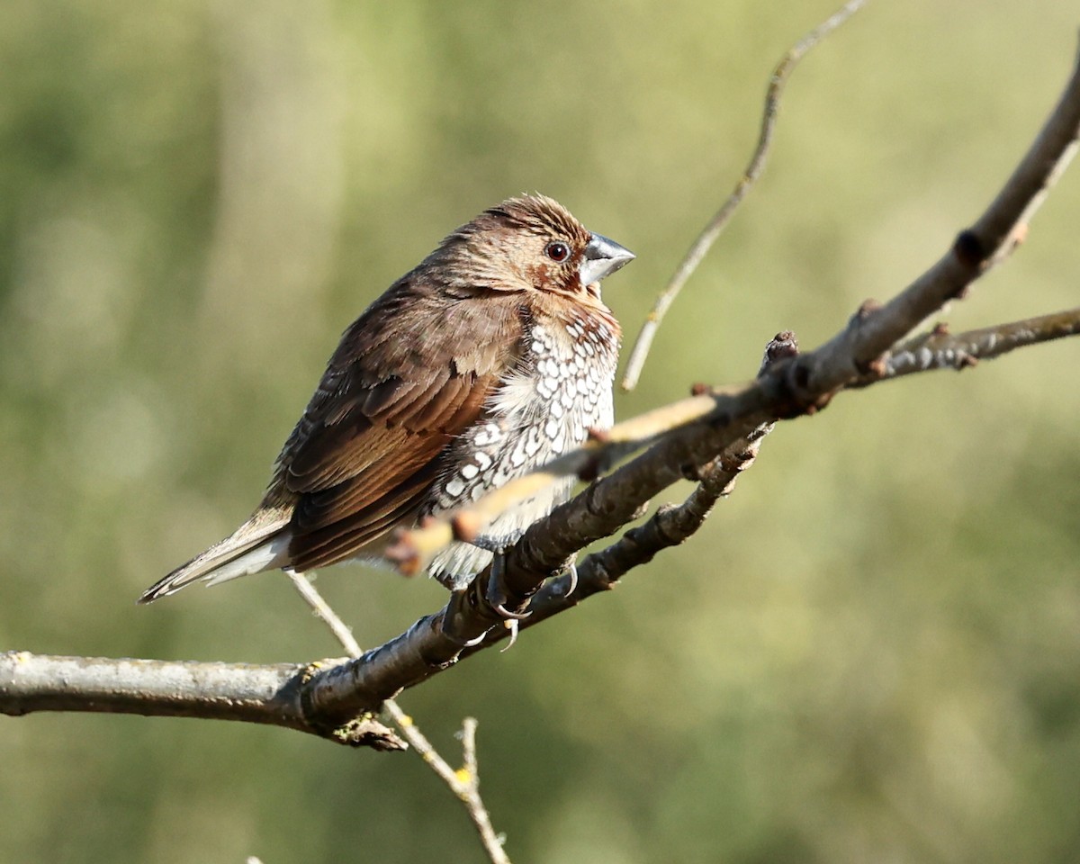 Scaly-breasted Munia - ML614795134