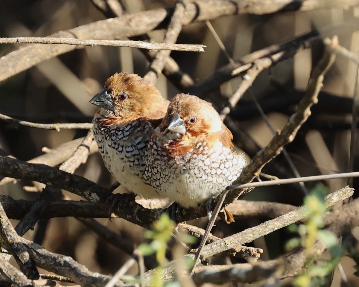 Scaly-breasted Munia - ML614795135