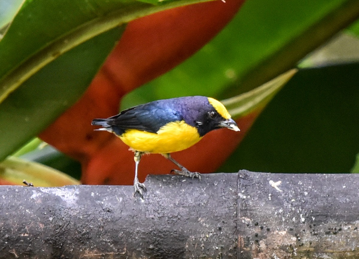 Thick-billed Euphonia (Thick-billed) - Bruce Wedderburn