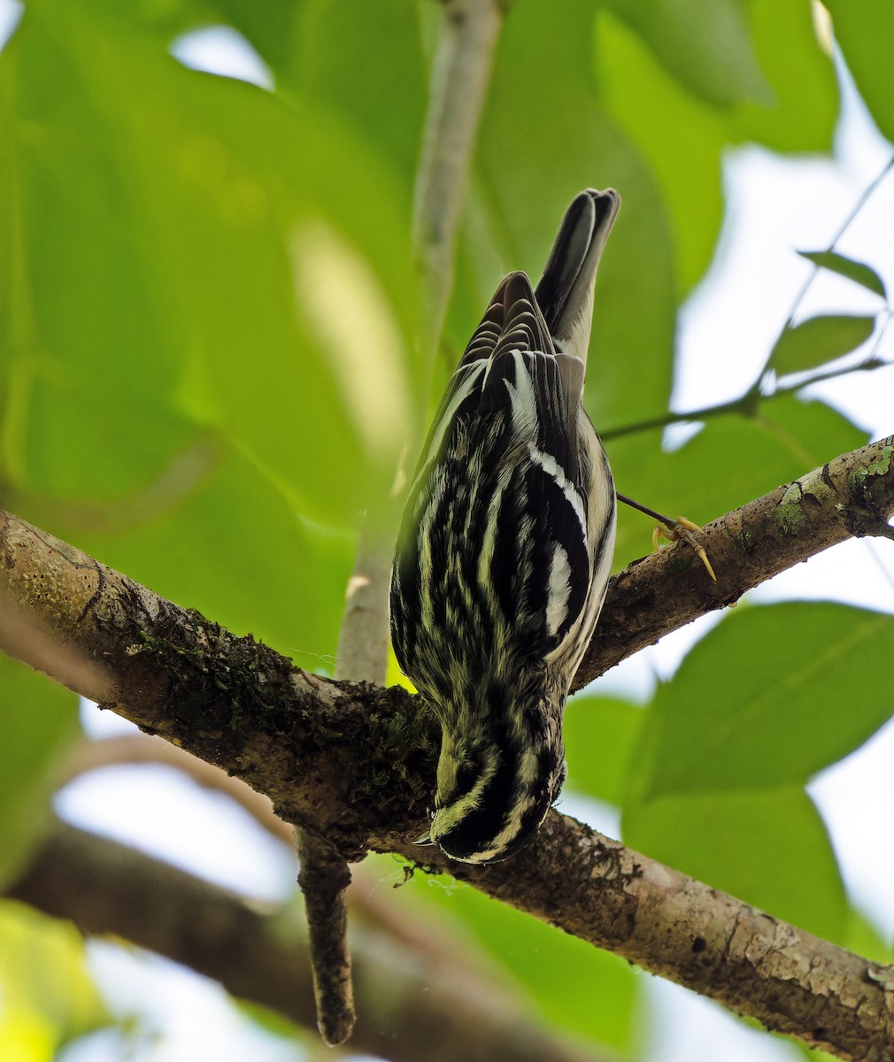 Black-and-white Warbler - Scott Berglund