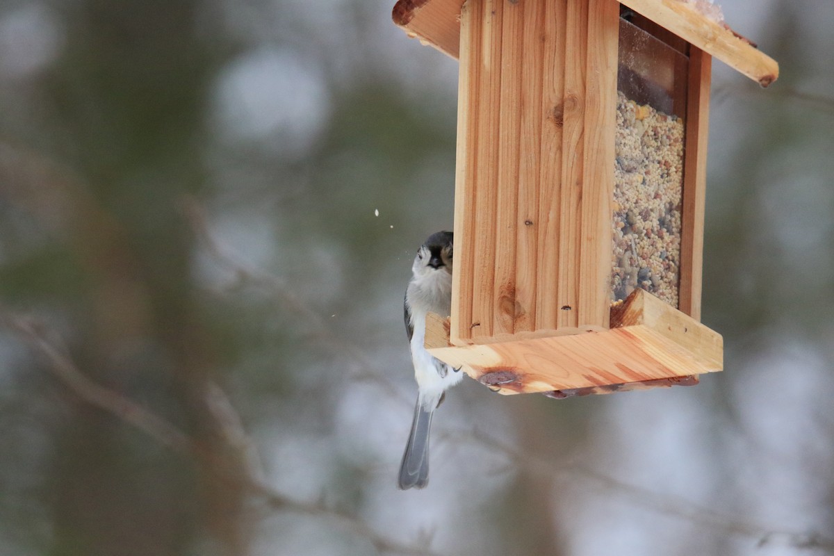 Tufted Titmouse - ML614795268