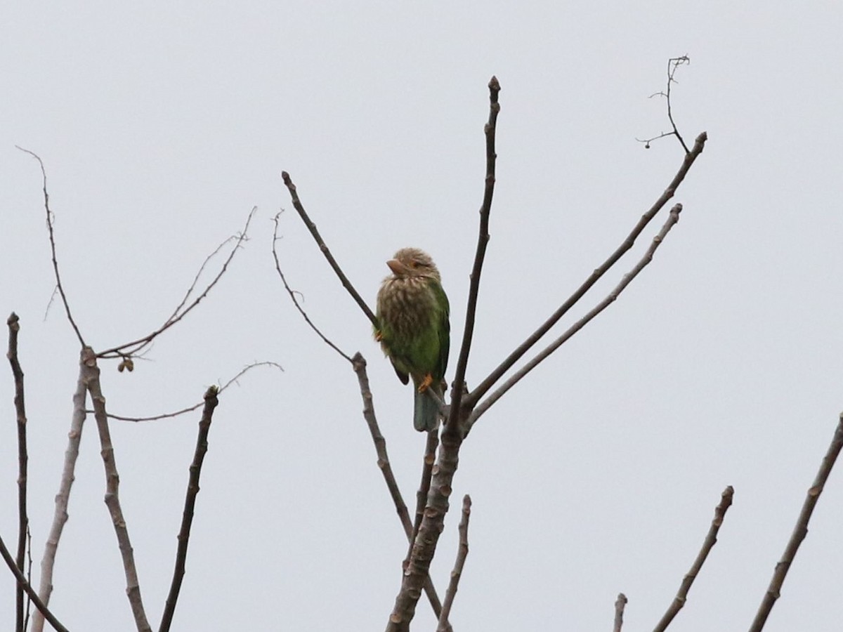 Lineated Barbet - Menachem Goldstein