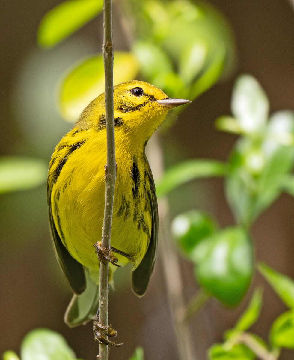 Prairie Warbler - Scott Berglund