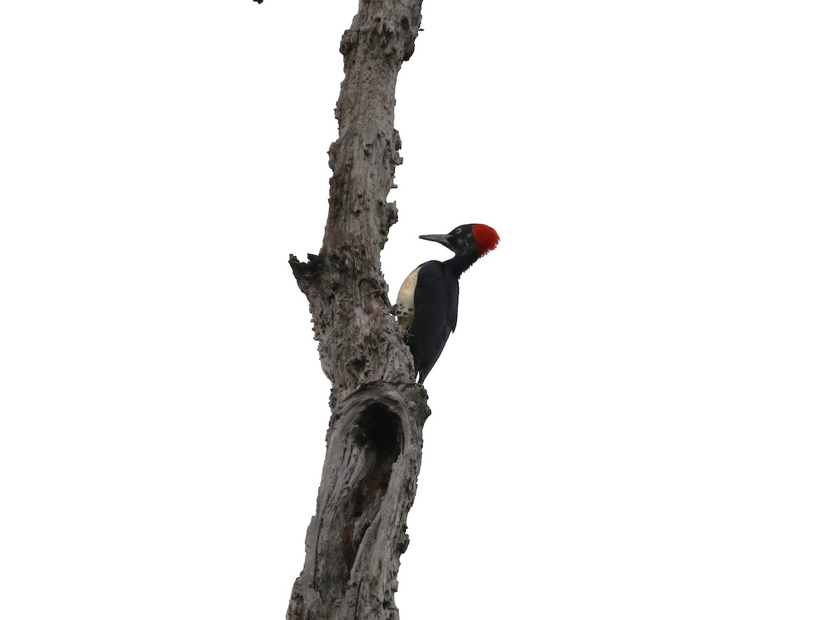 White-bellied Woodpecker - Menachem Goldstein