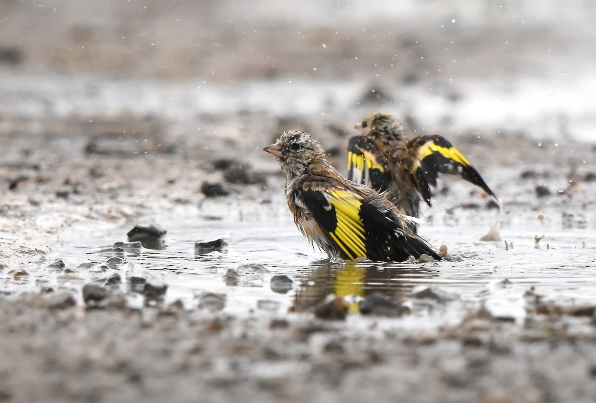 European Goldfinch - ML614795423