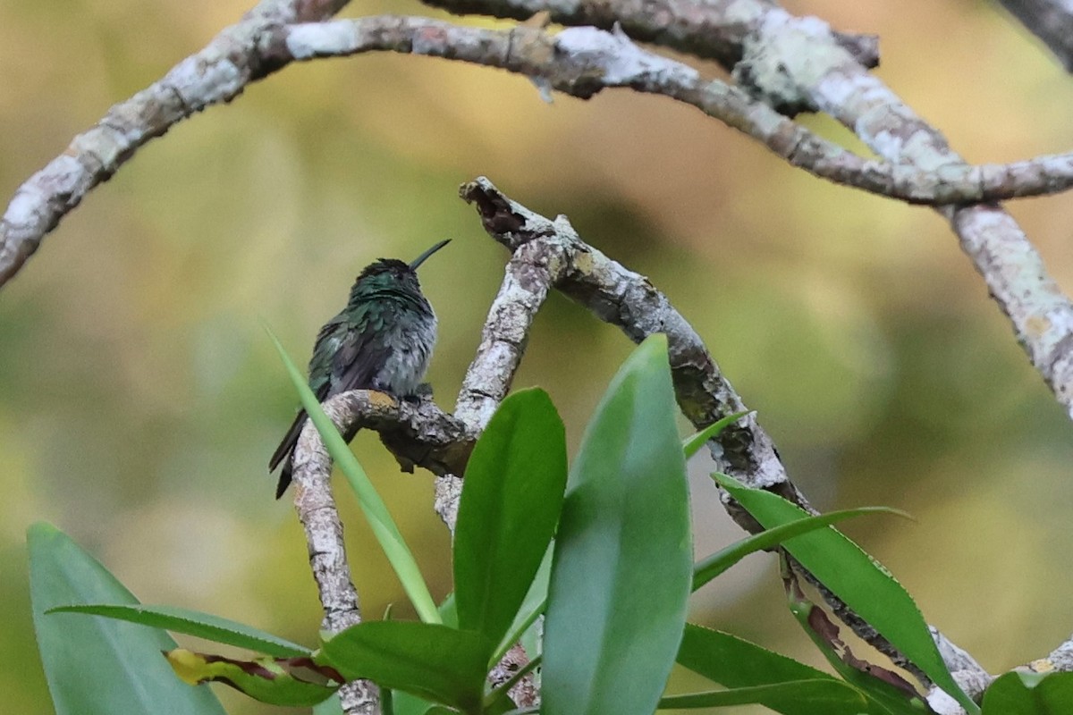 Mangrove Hummingbird - ML614795460
