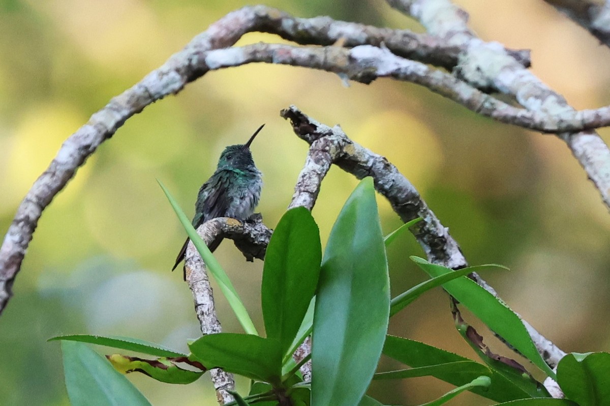 Mangrove Hummingbird - ML614795462