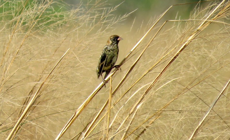 Bobolink - Juan Muñoz de Toro