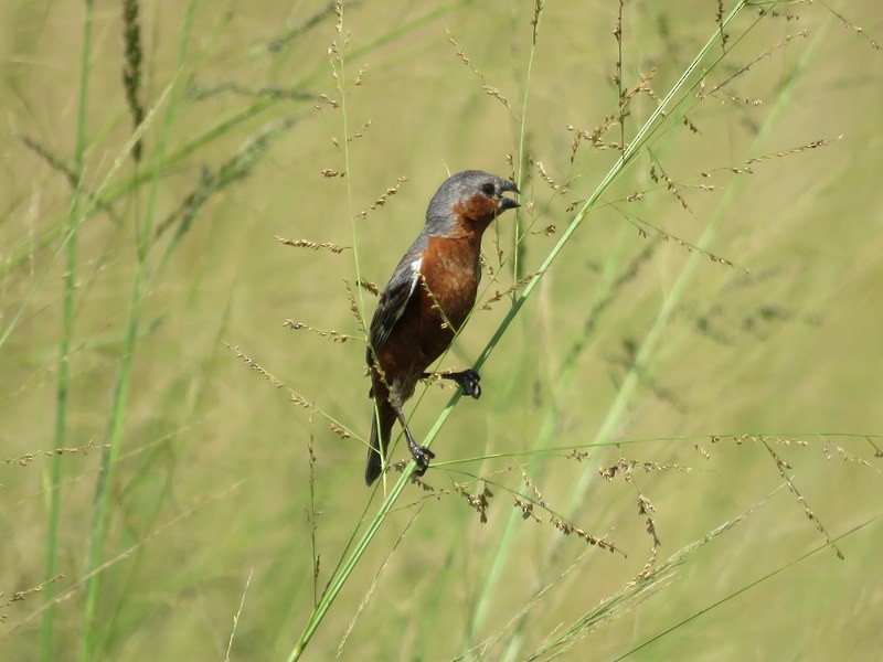 Sporophile à croupion roux - ML614795478