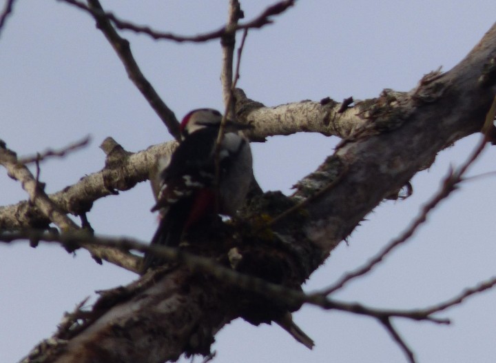 Syrian Woodpecker - ML614795496