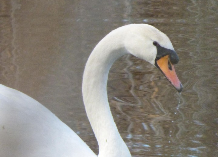 Mute Swan - ML614795504