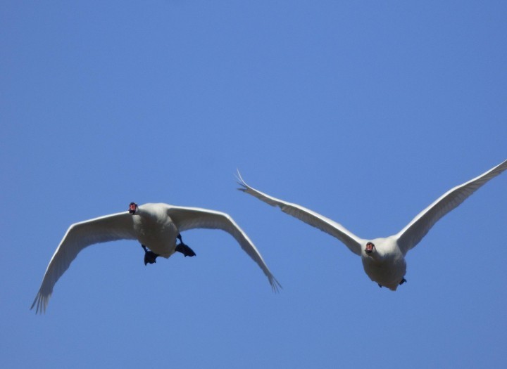 Mute Swan - ML614795505