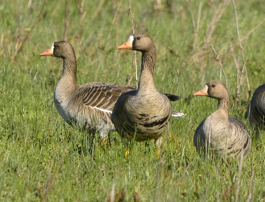 Greater White-fronted Goose - ML614795515