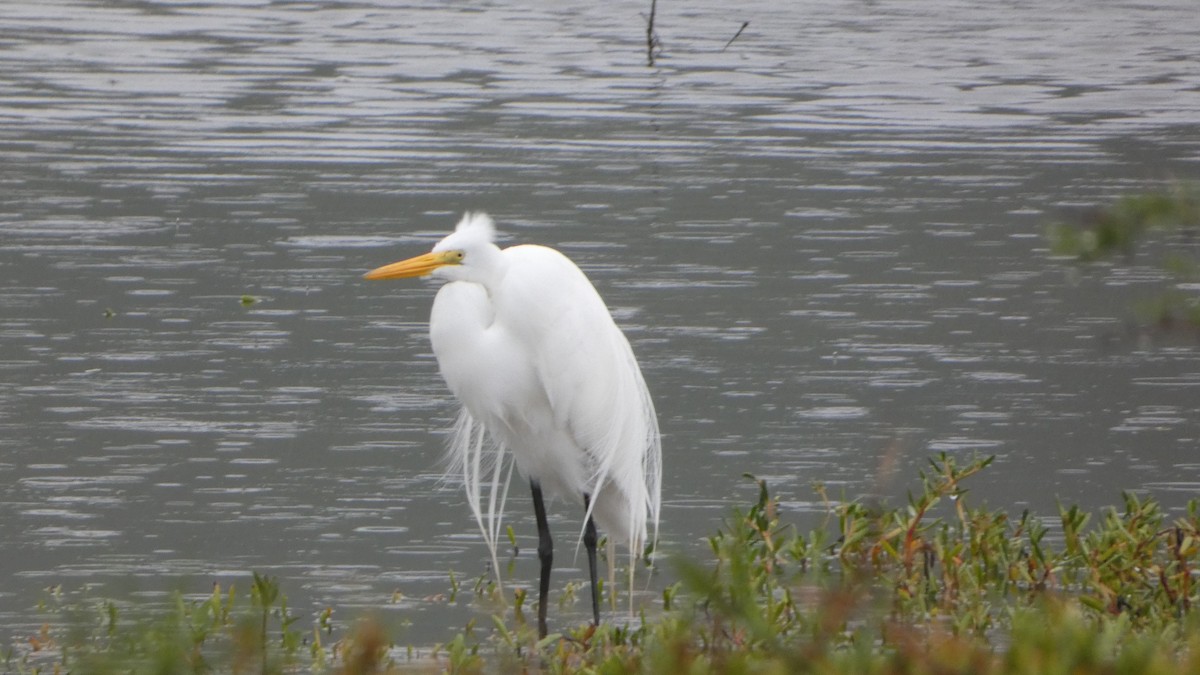 Western Cattle-Egret - ML614795537