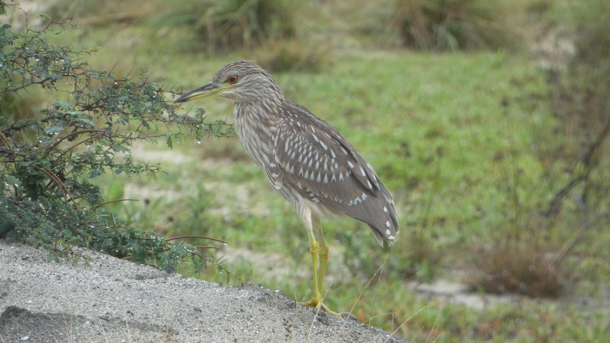 Black-crowned Night Heron - ML614795561
