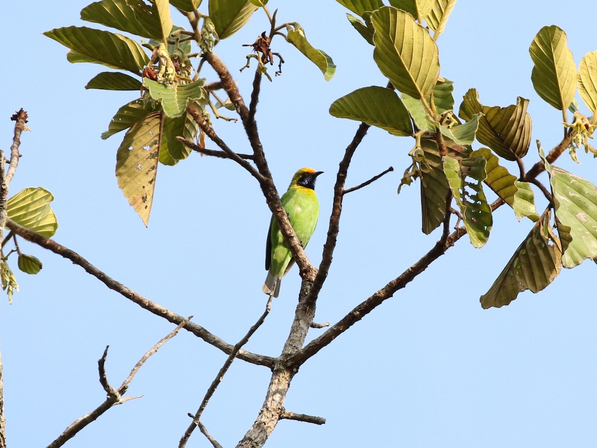 Golden-fronted Leafbird - Menachem Goldstein